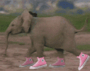 animals-elephant.gif