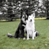 f4HpCDvF84oh2.gif