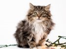 maine-coon-kitten-43.jpg