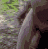 springstroll.gif