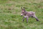 001Baby-Donkey.jpg