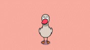 duck.gif