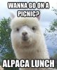 alpaca.jpg