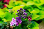 Lambeau Field Flowers - 15 Jul 2023-12-Edit-Edit-Edit.jpg