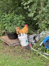 IMG_2800.jpeg