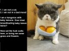 Baby lemons.jpg