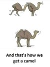 Camel.jpg