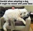 Polar bear.jpg