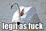 Legit Swan.png