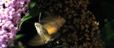Humming-bird Hawk-moth - IMG_2050.jpg