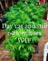 Tomatoes.jpg