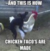Chicken tacos.jpeg