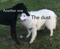 Dust.jpg