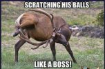 Ballsboss.jpg