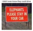didnt-even-know-they-could-drive-elephants-please-stay-car.jpg