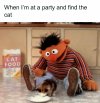 Cat.jpg