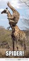 Giraffe.jpg