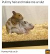 Hamster.jpg