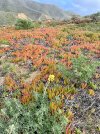 IMG_6551.jpeg