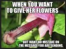 Flowers.jpg
