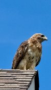 IMG_2982.jpeg