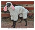 Meme schaaphond.jpg