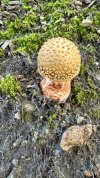 IMG_1774.jpeg