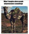 Camel.jpg