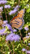 IMG_0318.jpeg