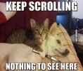keep-scrolling-nothing-to-see-here.jpg