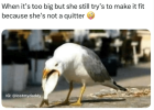 quitter.png