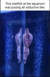 Starfish.jpg