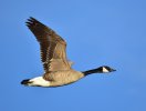 Canada_goose_on_Seedskadee_NWR_(27826185489).jpg
