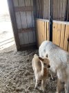IMG_3687.jpeg