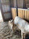 IMG_3688.jpeg