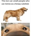 Therapy dog.jpeg
