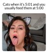 Cats.jpeg