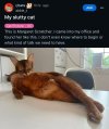 Slutty cat.jpeg