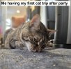 Cat trip afterparty.jpeg