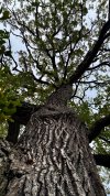 IMG_4247.jpeg