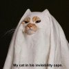 Cat.cape.jpg
