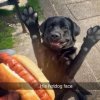 Hotdogface.jpeg