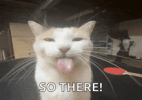 cat.gif