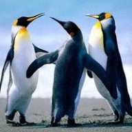 Penguin