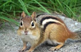 ChipMonk