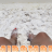 Browneyesdoll75