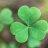 Irish_Sato