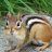 ChipMonk